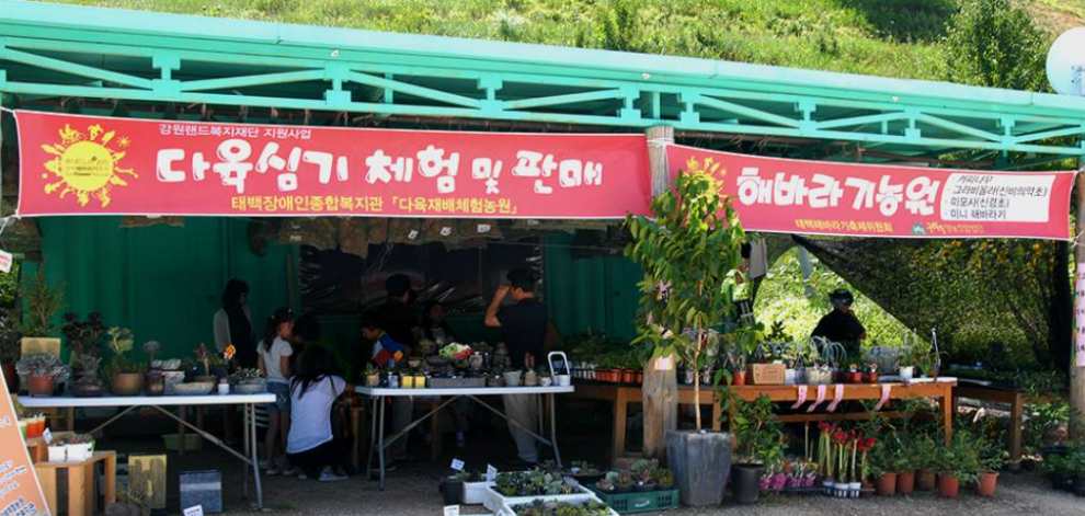 태백 해바라기축제 기본정보