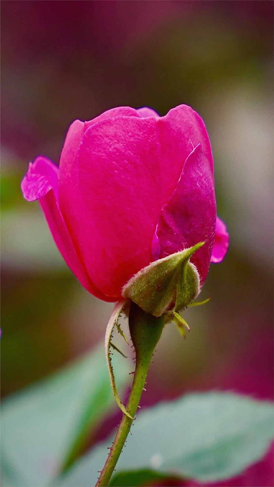 Rose Flower iPhone Wallpaper