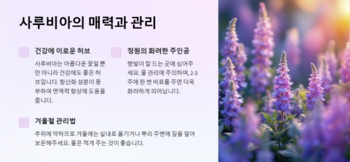 사루비아에 관한 ppt이미지