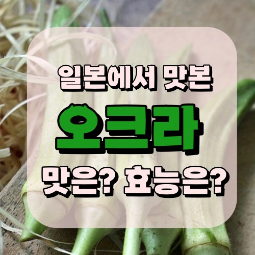 오크라 효능