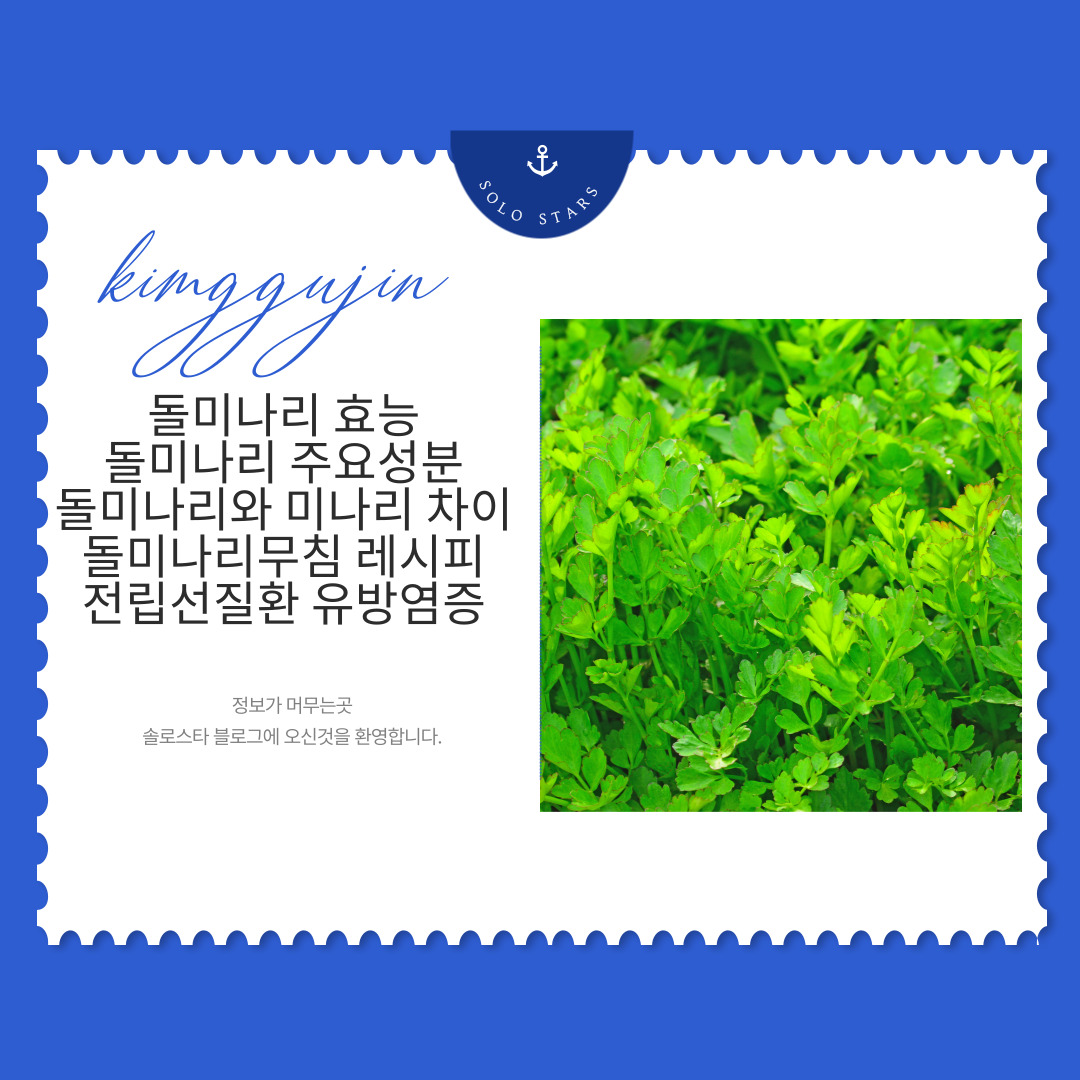 돌미나리 사진