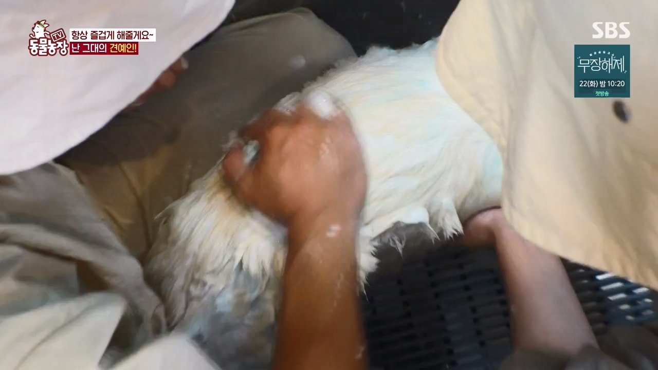 TV 동물농장.E1134.230821p-NEXT.mp4_20230820_193342.067.jpg