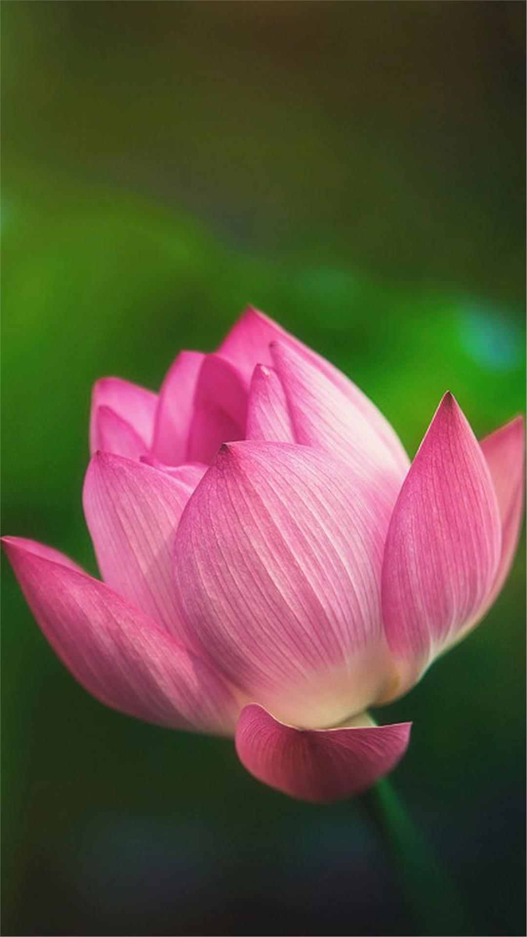 Lotus Flower iPhone Wallpaper