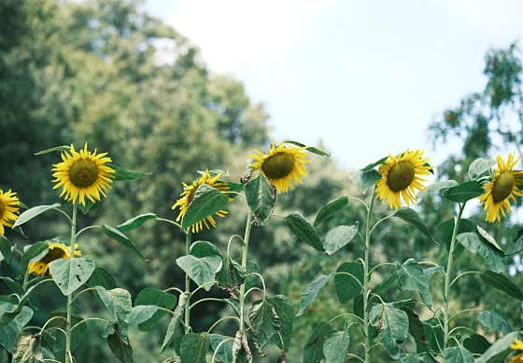 한밤마을 돌담길