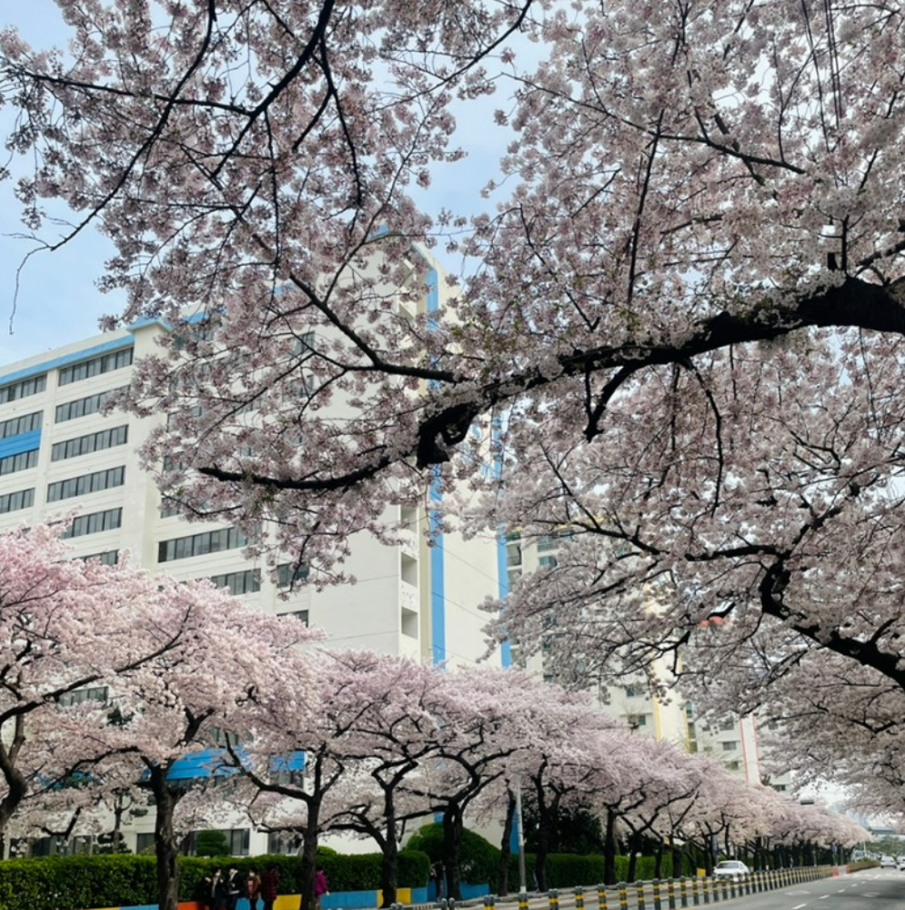 부산 남천동 벚꽃 개화시기 &#44;관광 꿀팁&#44; 길안내
