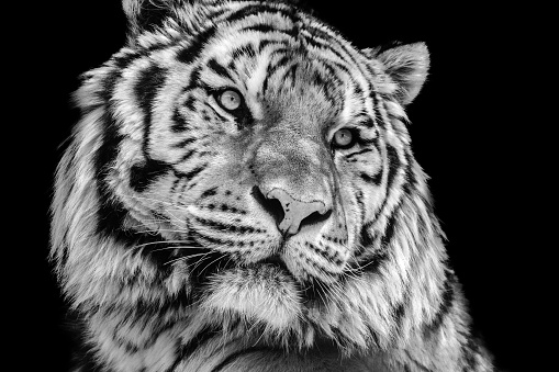 호랑이-흑백-사진