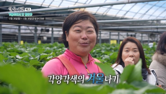 한국기행-영주딸기농장사진