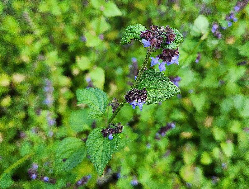 산박하