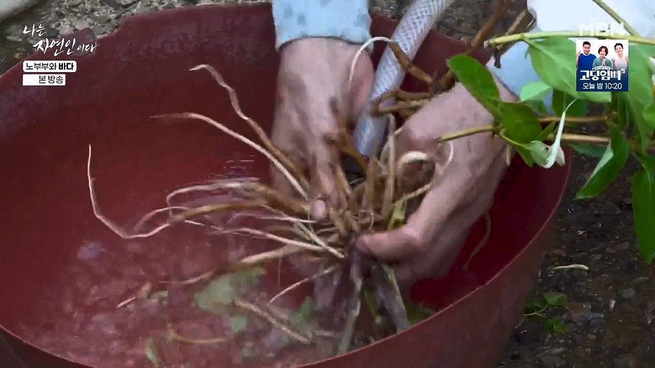 나는 자연인이다.E610.240620p-NEXT.mp4_20240620_194754.800.jpg