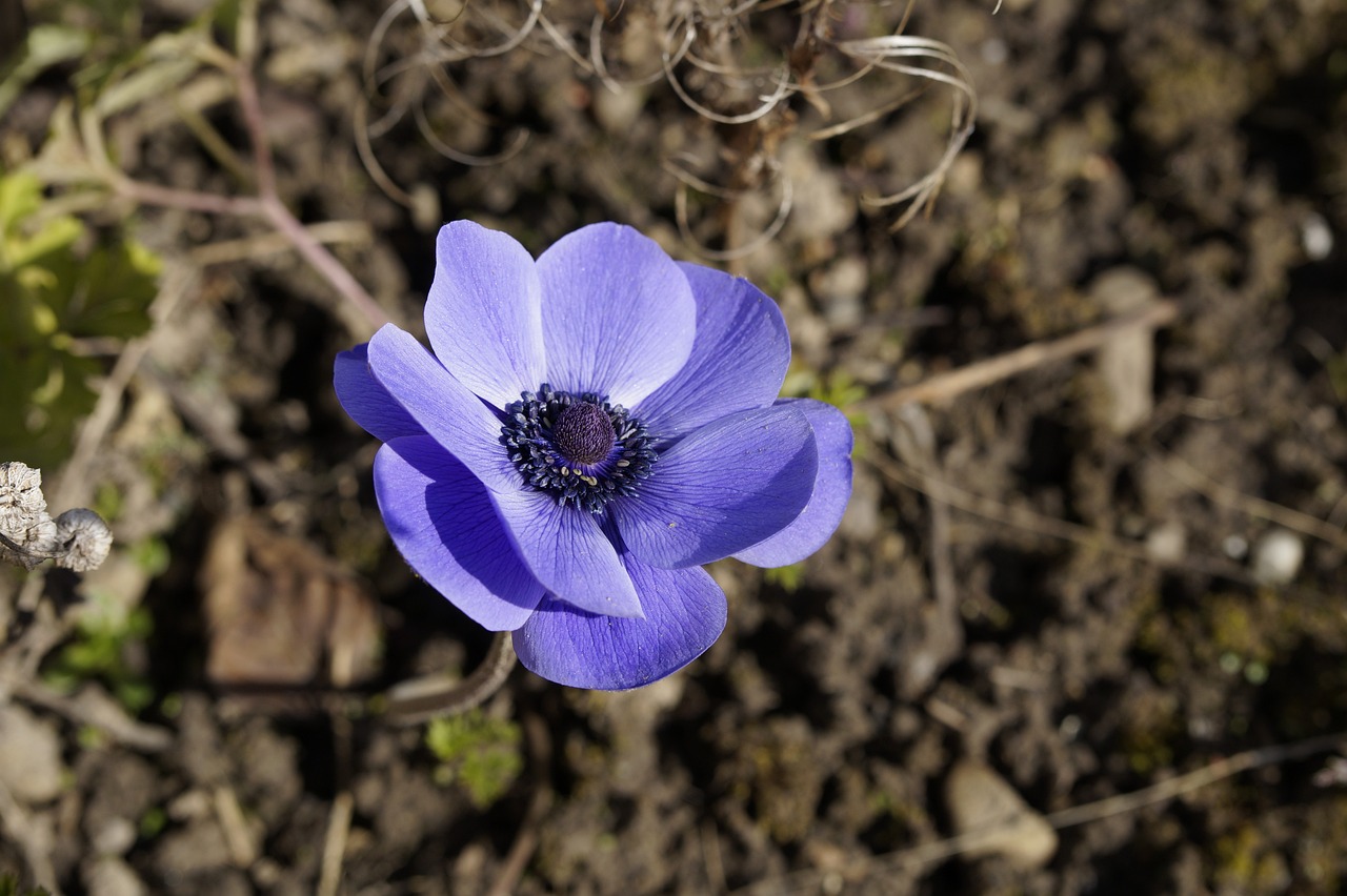  아름다운 꽃과 달리 슬픈 꽃말을 가진, 아네모네(anemone)