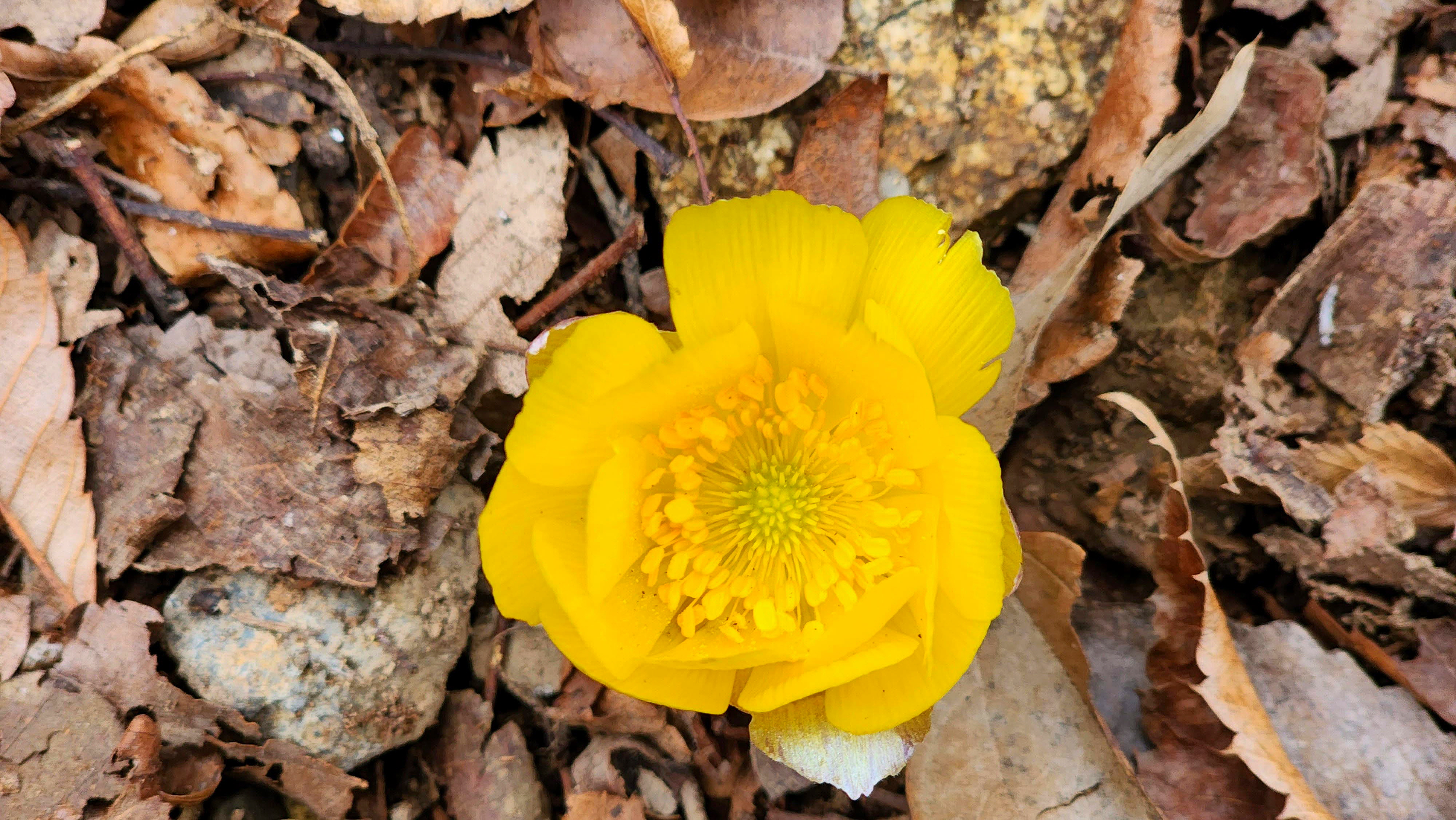 불명산(佛明山) 복수초(福壽草)