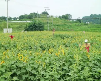 강주 해바라기 축제_14