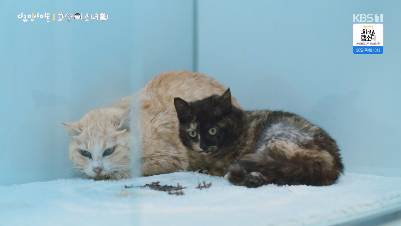 다큐 인사이트.E189.240524p-NEXT.mp4_20240524_205108.716.jpg