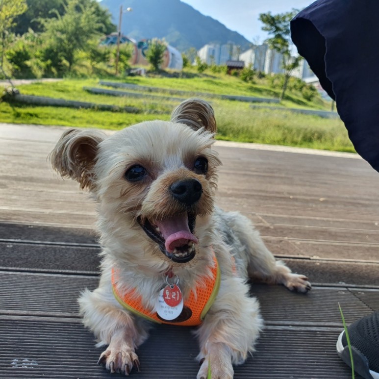 [광주 펫쇼] 펫쇼도 빼놓을 수 없죠, 펫쇼! 7