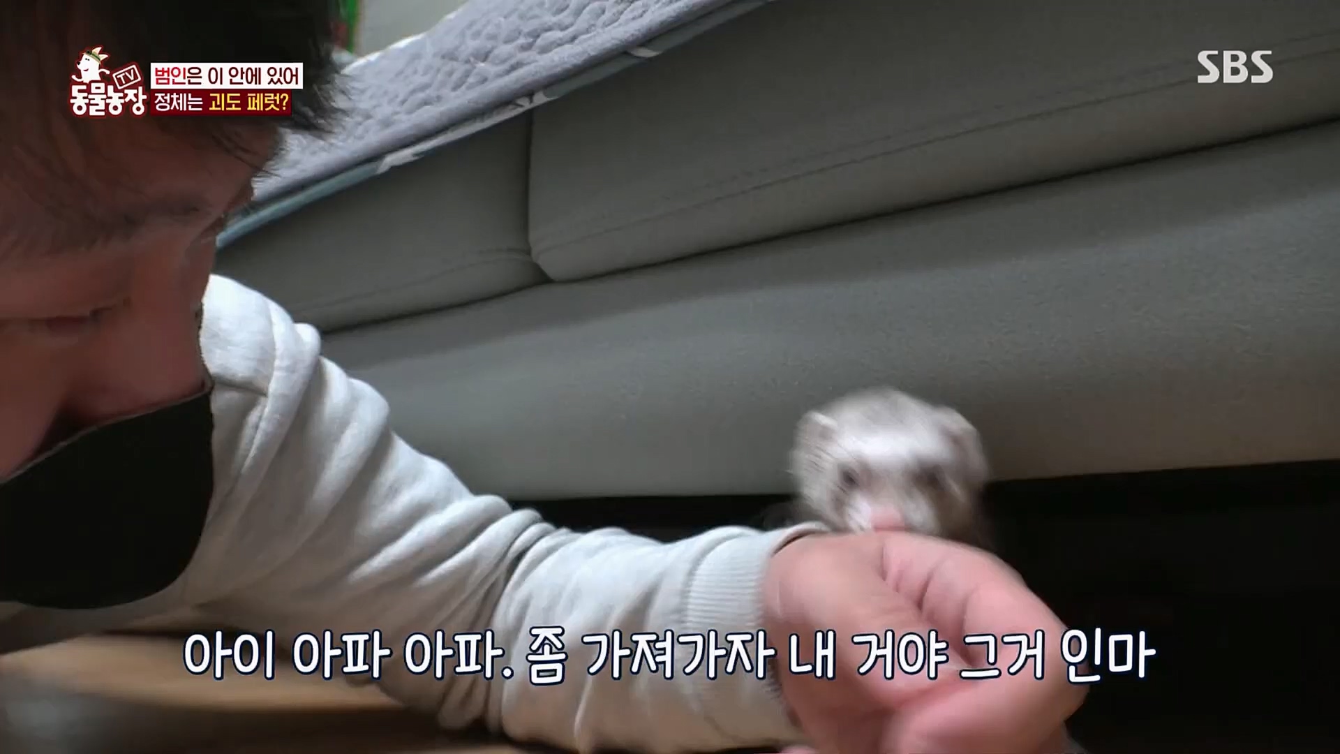 TV 동물농장.E1109.230226p.H264-F1RST.mp4_20230226_161916.380.jpg