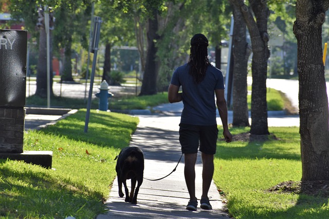 주인과 나란히 산책하는 강아지