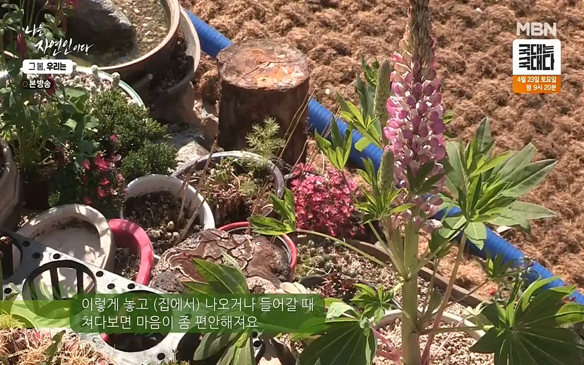 나는 자연인이다.E498.220421p-NEXT.mp4_20220421_184052.194.jpg