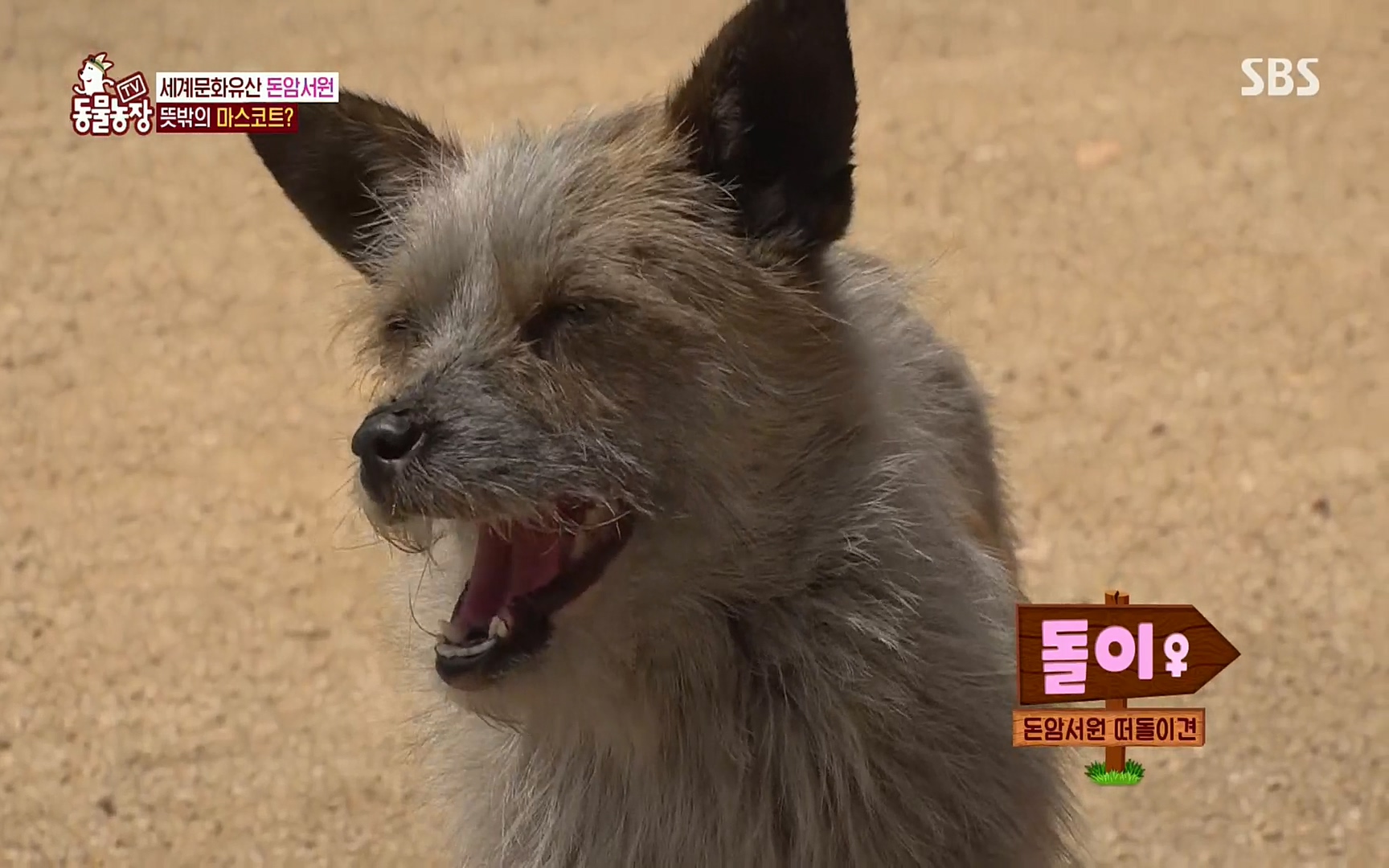 TV 동물농장.E1074.220619p.H264-F1RST.mp4_20220619_182619.205.jpg