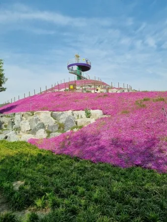 거창 창포원 노랑꽃창포 만개 시기와 관람 포인트_12