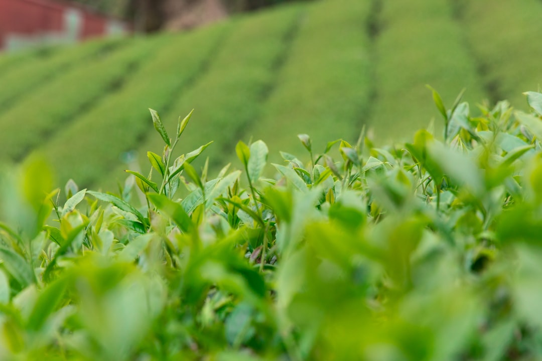 Green Tea