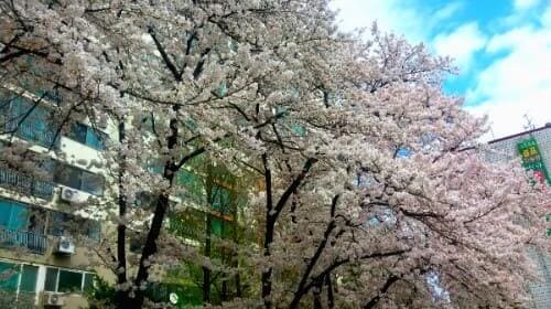 삼익그린2차-재건축단지-벚꽃축제