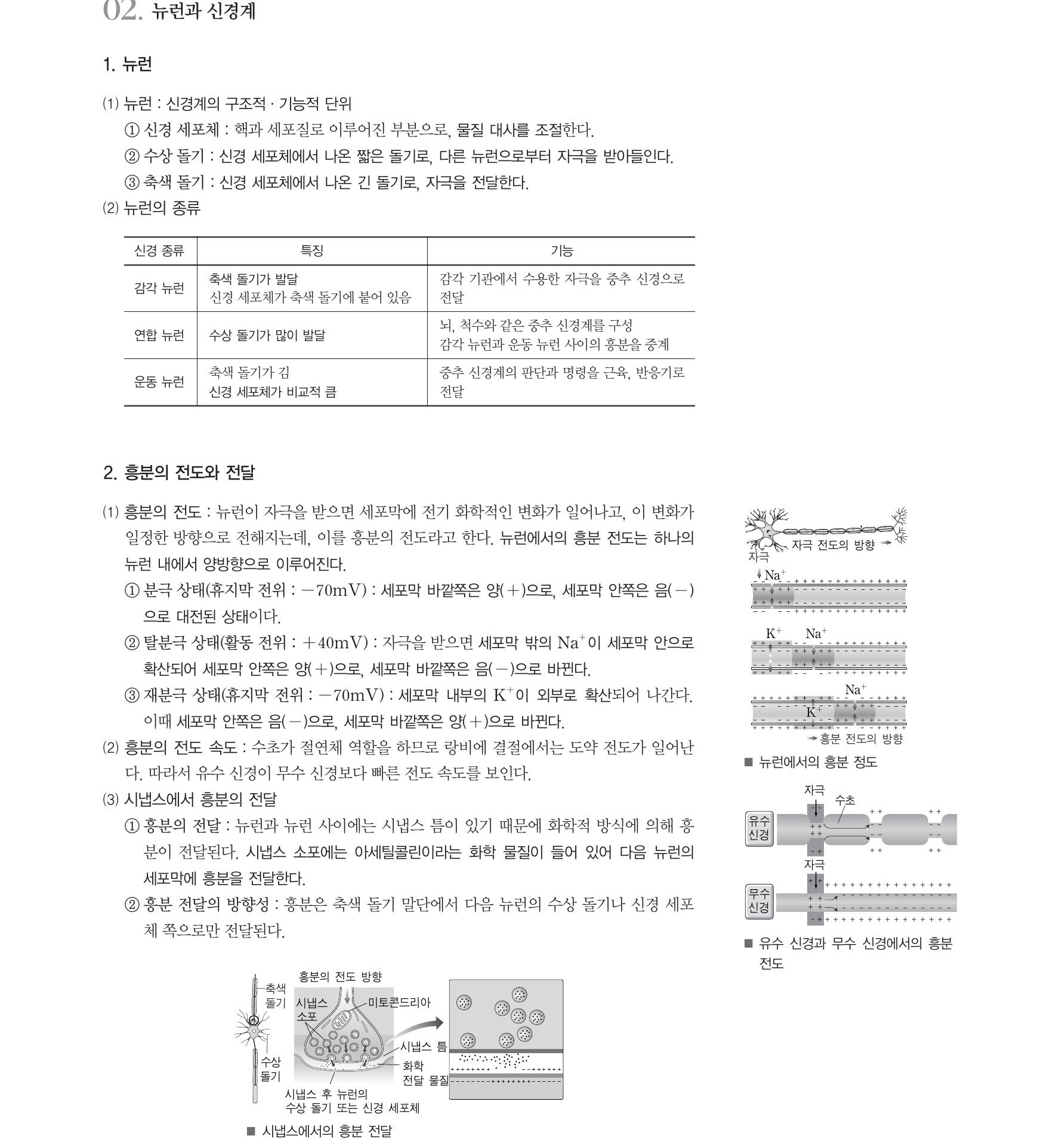  생명과학1 -뉴런과신경계(신경세포체,수상돌기,축색돌기),흔분의전도(분극상태,탈분극상태,재분극상태),중추신경계,말초신경계(체성신경계,자율신경계)