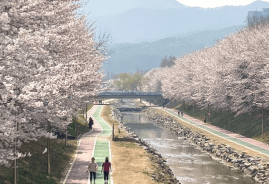 서울 벚꽃 명소 양재천