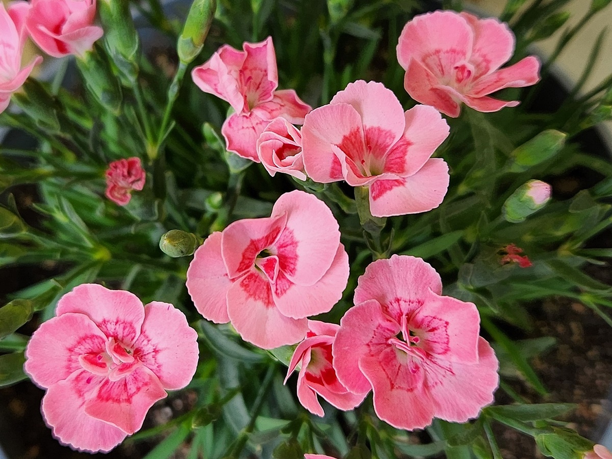 카네이션 Carnation