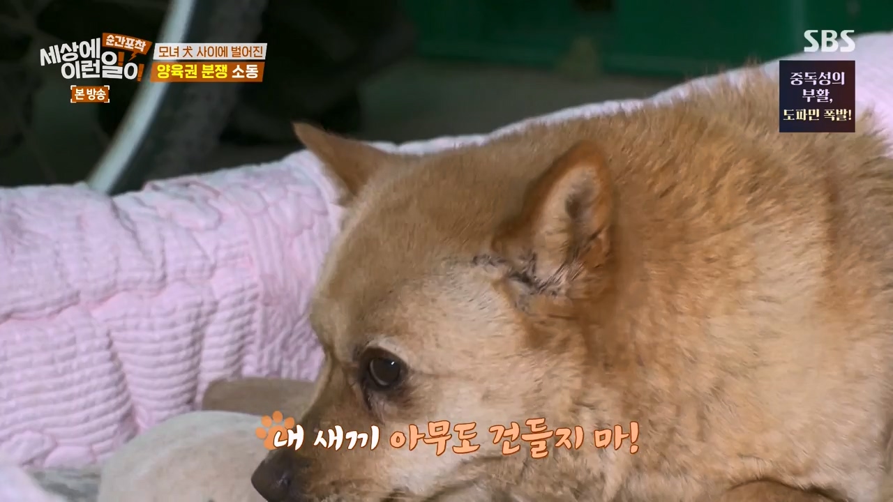 순간포착 세상에 이런일이.E1269.240317p-NEXT.mp4_20240317_163605.271.jpg