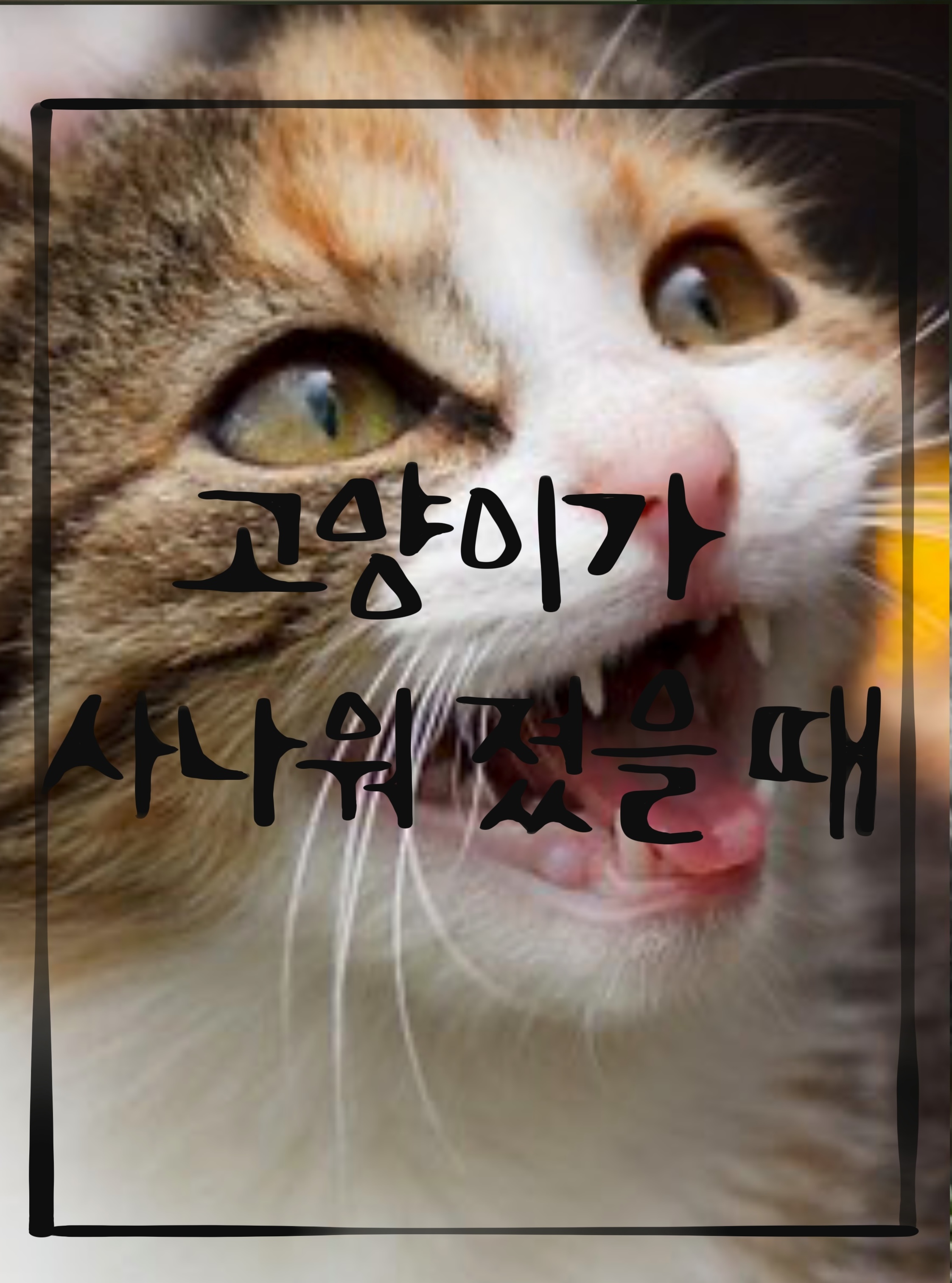  고양이 문제행동 교정하기 2편: 시끄럽게 계속해서 우는 고양이,사나워진 고양이