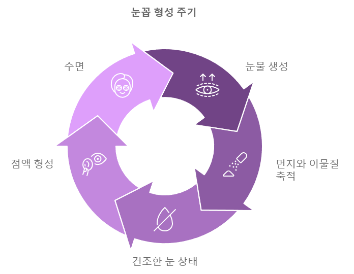 눈꼽의 형성 주기를 표로 정리한 그림