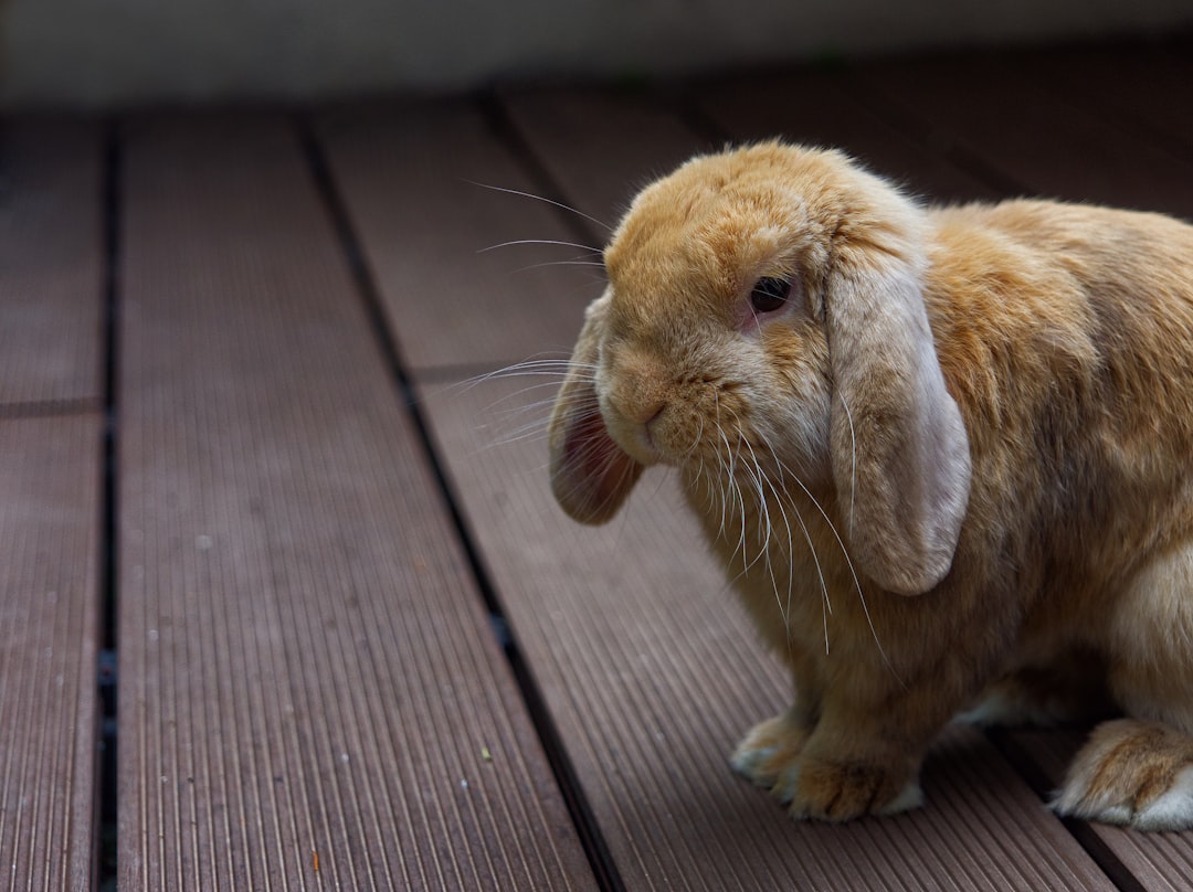 Rabbit