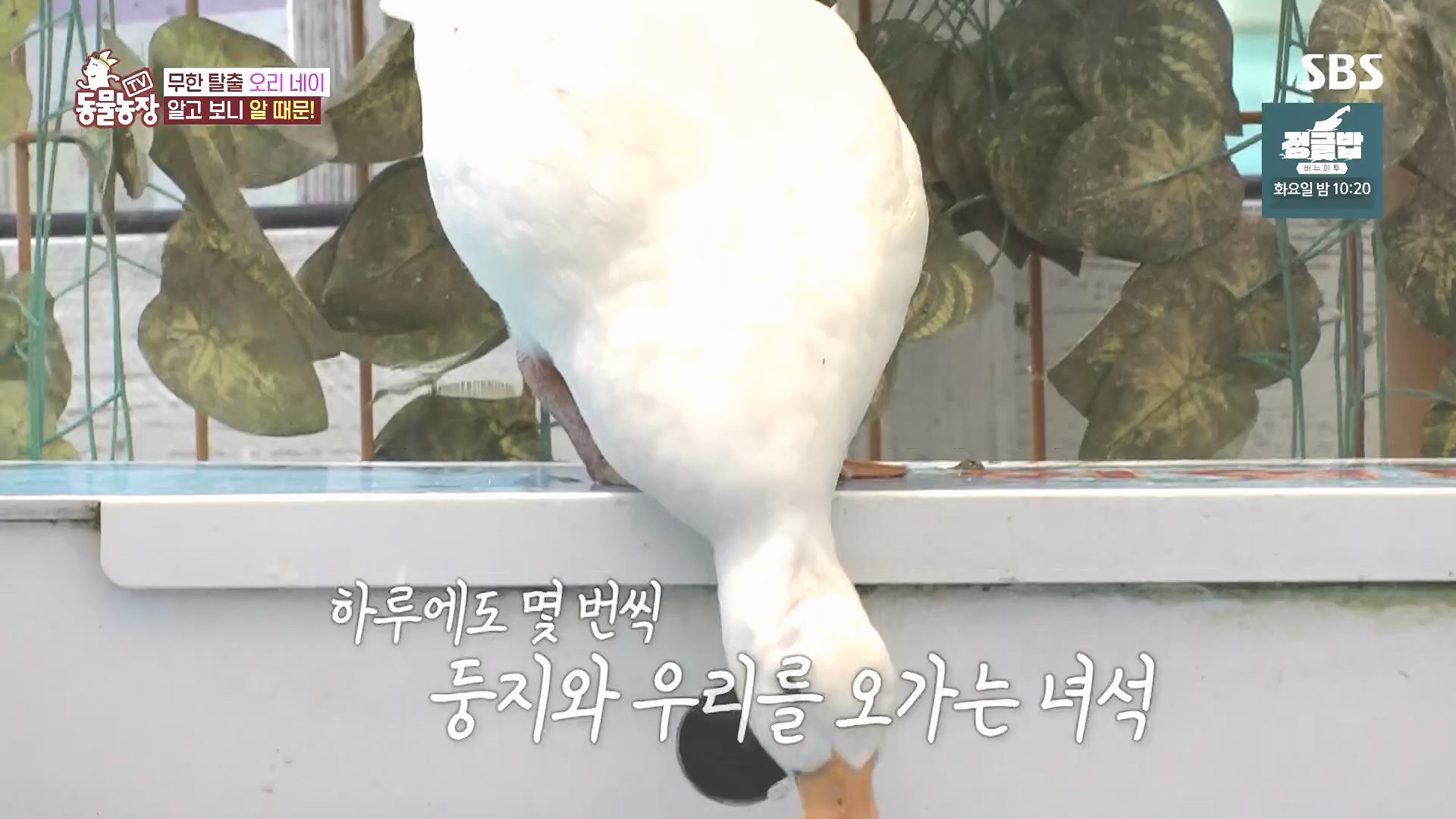 TV 동물농장.E1185.240818p.H264-F1RST.mp4_20240818_161604.100.jpg