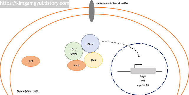 notch signaling pathway step4