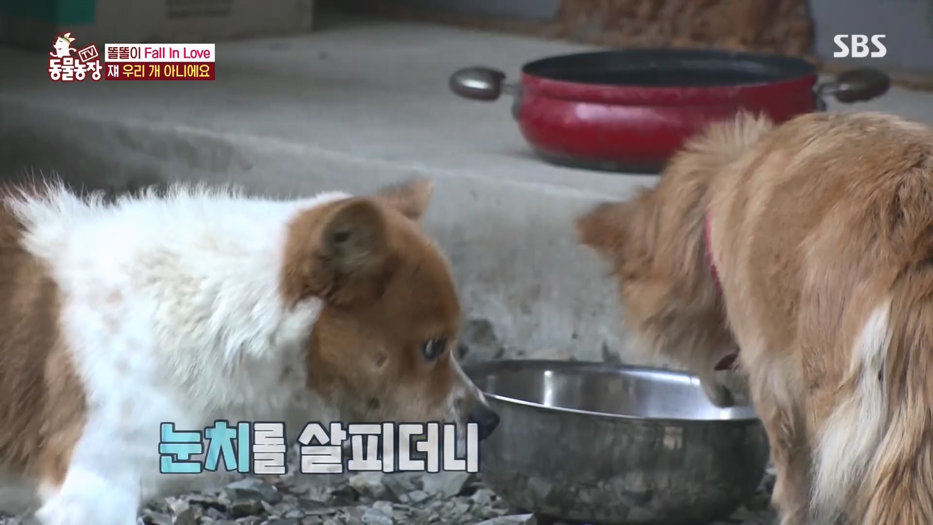 TV 동물농장.E1149.231210p.H264-F1RST.mp4_20231210_171101.087.jpg