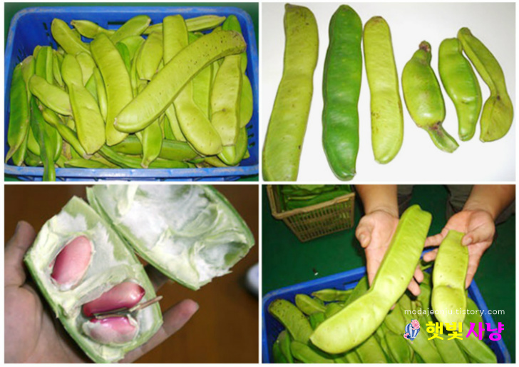 작두콩 차 효능과 부작용 작두콩 차 효능과 부작용