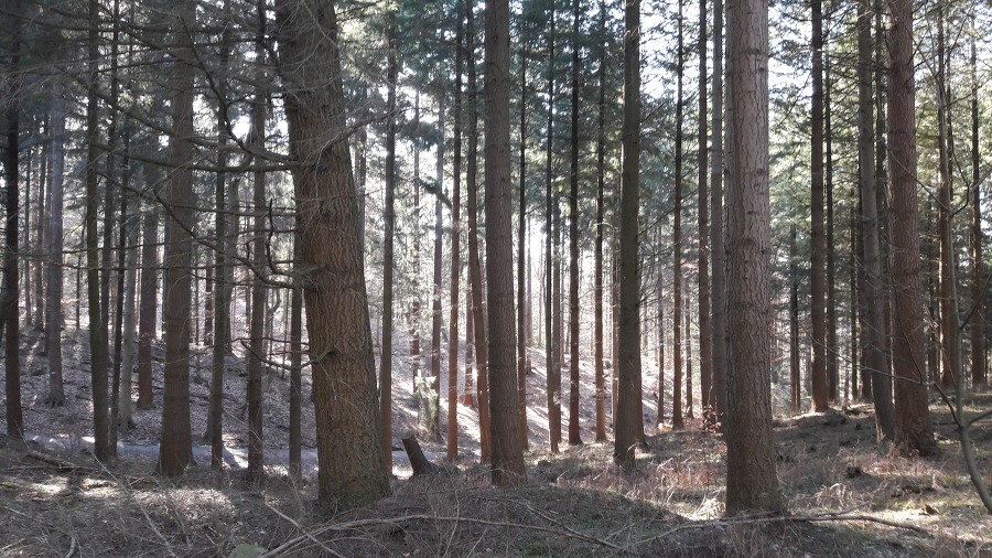  Meyers Park (Harburg / Germany)