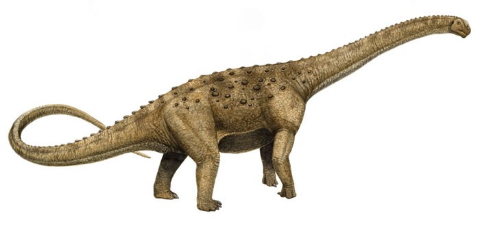 자넨스키아(dinosaurpictures.org)&#44; 용반목&#44; 용각류에 속하는 초식공룡으로 쥐라기 후기에 아프리카에 서식하였다