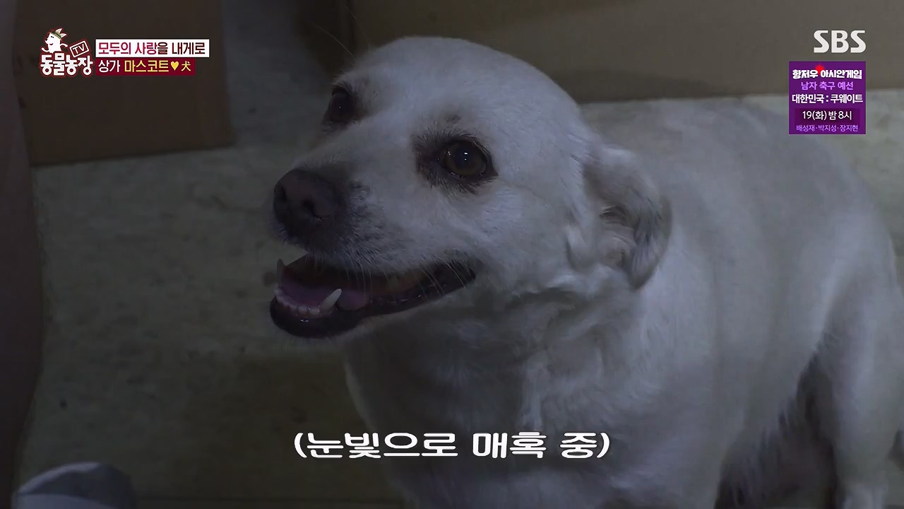 TV 동물농장.E1138.230918p-NEXT.mp4_20230917_174224.875.jpg