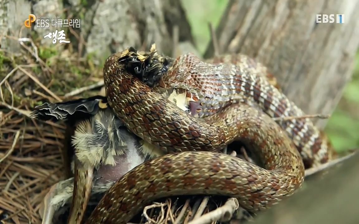 생존 3부_ EBS 다큐프라임_ 220629.avi_20220701_210308.455.jpg
