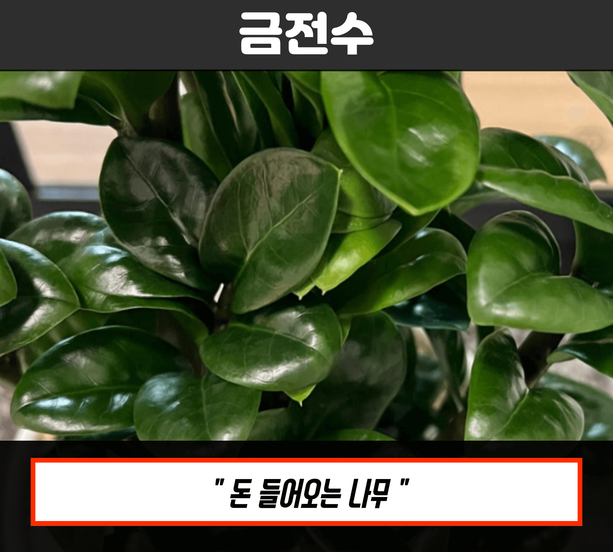 금전수.jpg