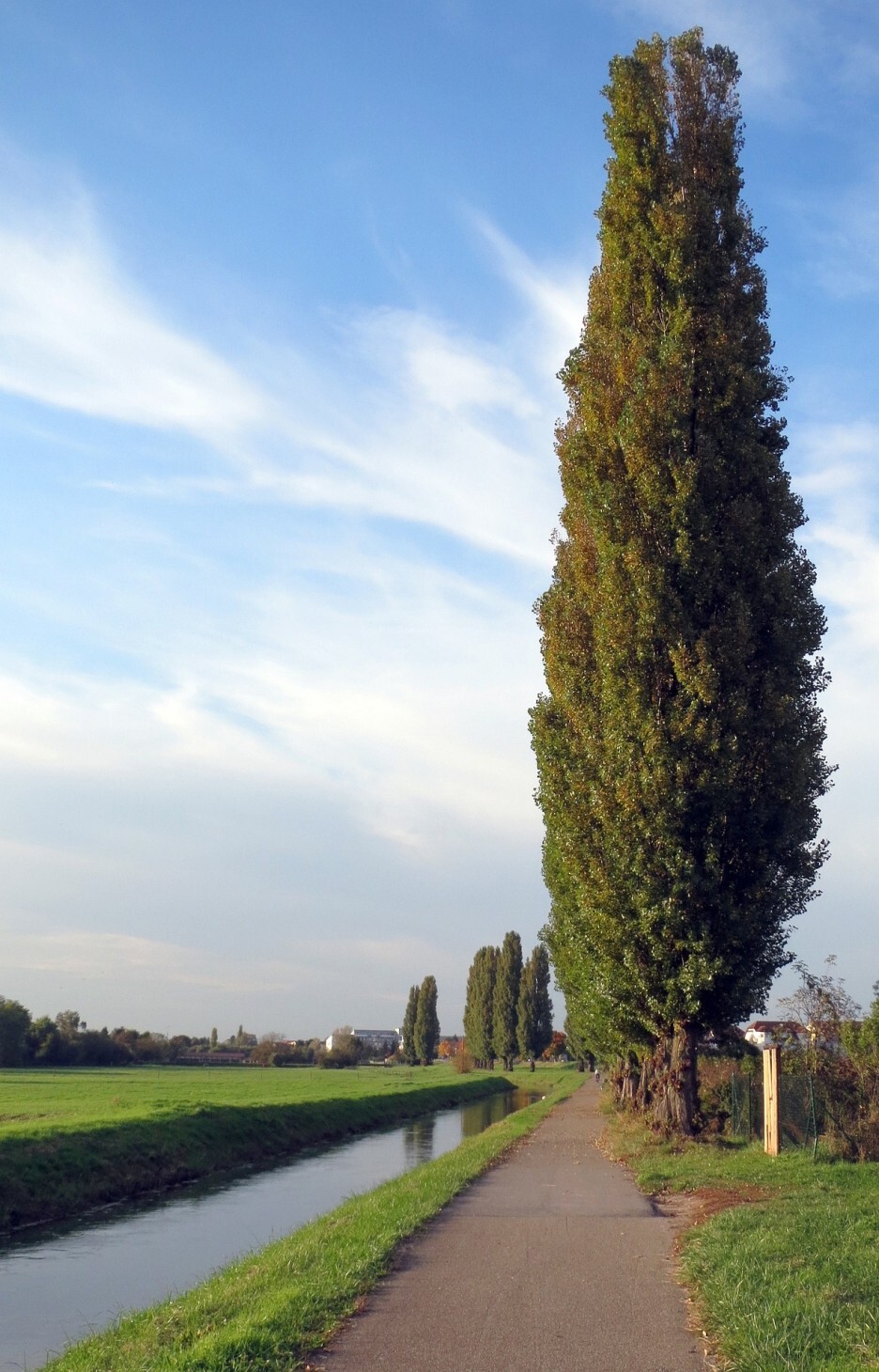 포플러(poplar) 이미지