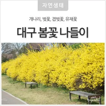 개나리 개화시기 2025 서울 경기 강원 전남 경북 제주_7
