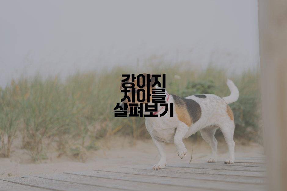 강아지 치아를 살펴보기