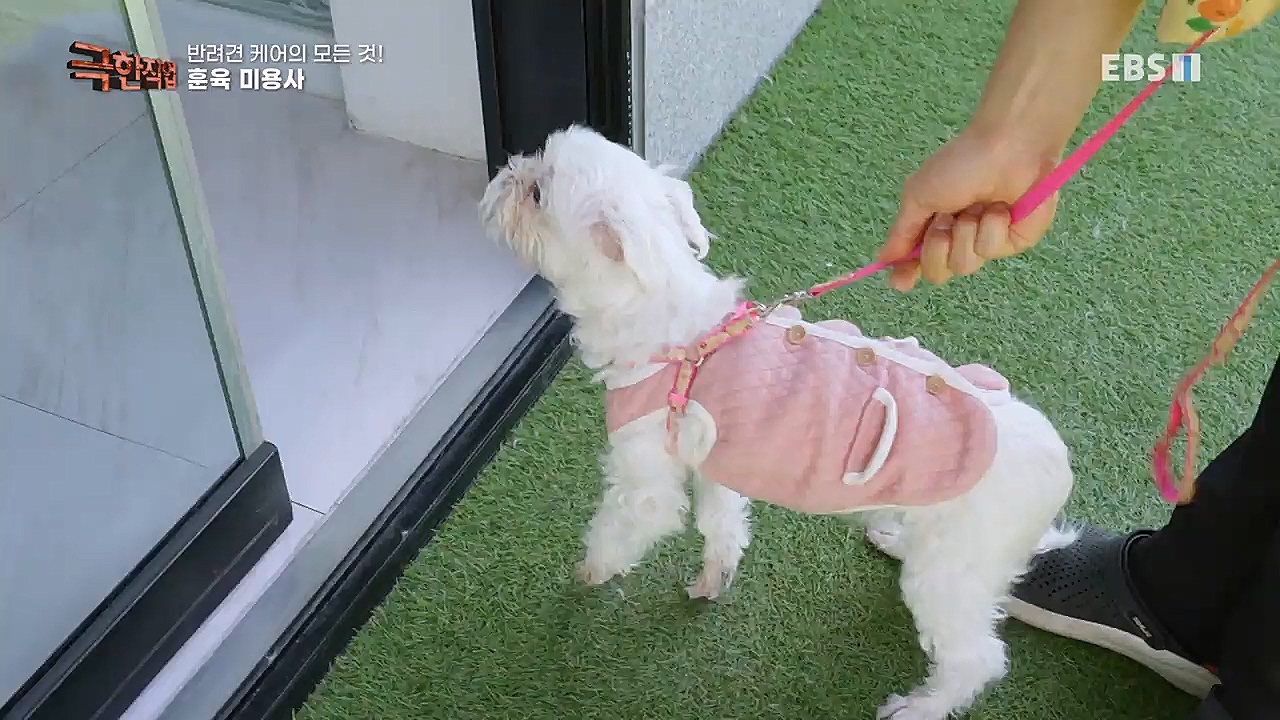 TV - 교육의 중심 EBS반려견 케어의 모든 것!.mp4_20230326_164751.274.jpg