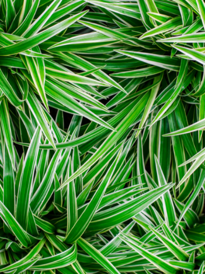 반려식물 추천 방안 가습 효과 좋은 식물 접란 (ribbon plant)