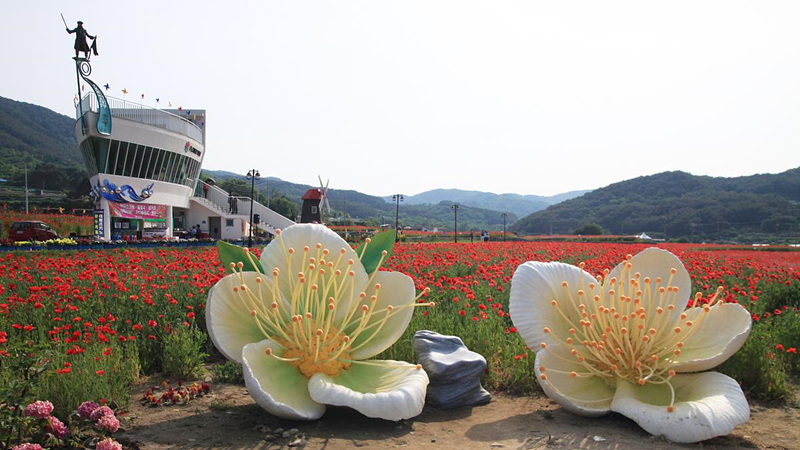 하동 북천 꽃양귀비축제장 모습