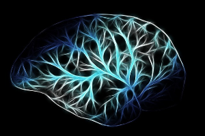 알파리포산 효능 노화 항산화 두뇌 기억력
