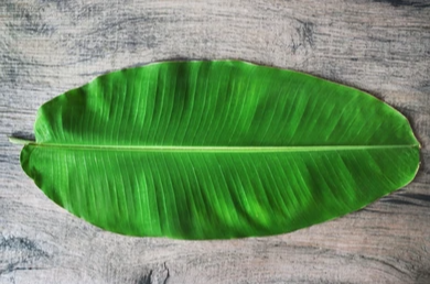 바나나잎(Banana leaves)