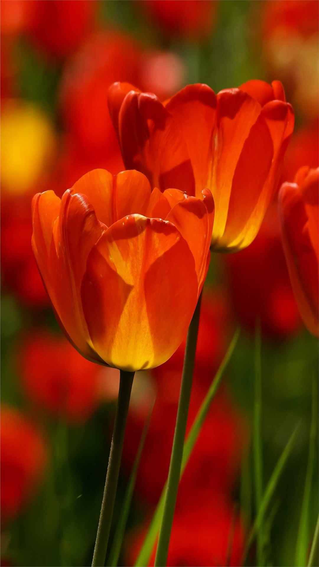 Tulip Flower iPhone Wallpaper